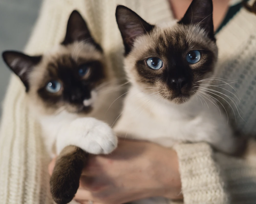 automatic cat feeder pets at home